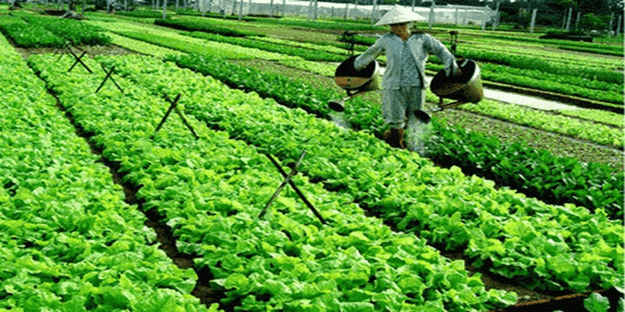 Tra Que 야채 마을 입장료는 35,000 VND입니다.