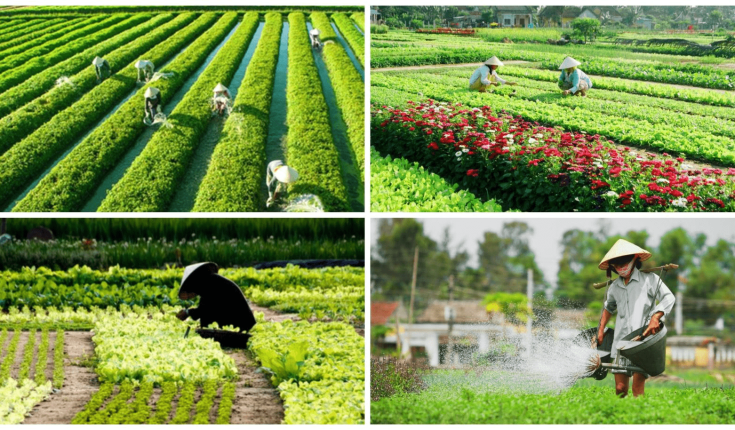 Tra Que 야채 마을 호이안: 궁극의 여행 가이드